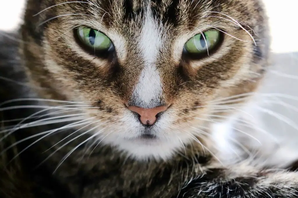SHOULD YOU TRIM THE FUR ON CATS' PAWS? BOTTOM LINE