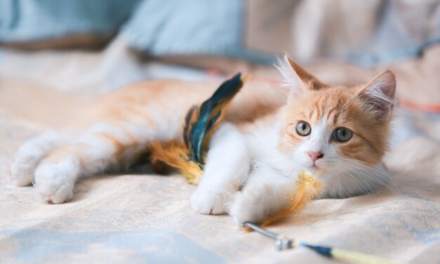 HOW LONG CAN INDOOR CATS BE LEFT ALONE? 5 Best tips
