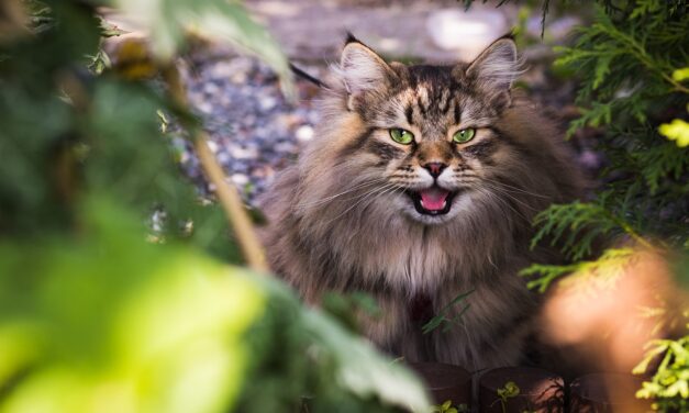 CAN INDOOR CATS BECOME OUTDOOR CATS? ALL YOU NEED TO KNOW