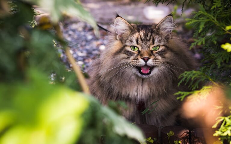 CAN INDOOR CATS BECOME OUTDOOR CATS? ALL YOU NEED TO KNOW