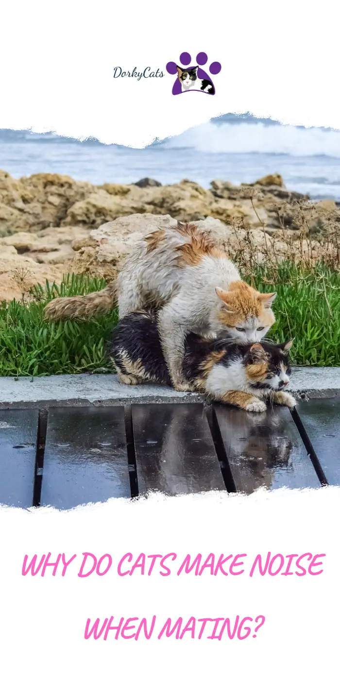 WHY DO CATS MAKE NOISE WHEN MATING? 1 GOOD REASON DorkyCats