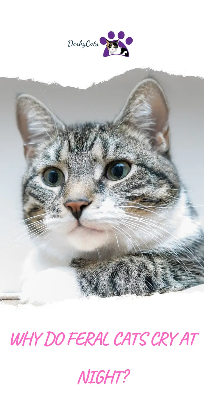 WHY DO FERAL CATS CRY AT NIGHT? 6 REASONS DorkyCats