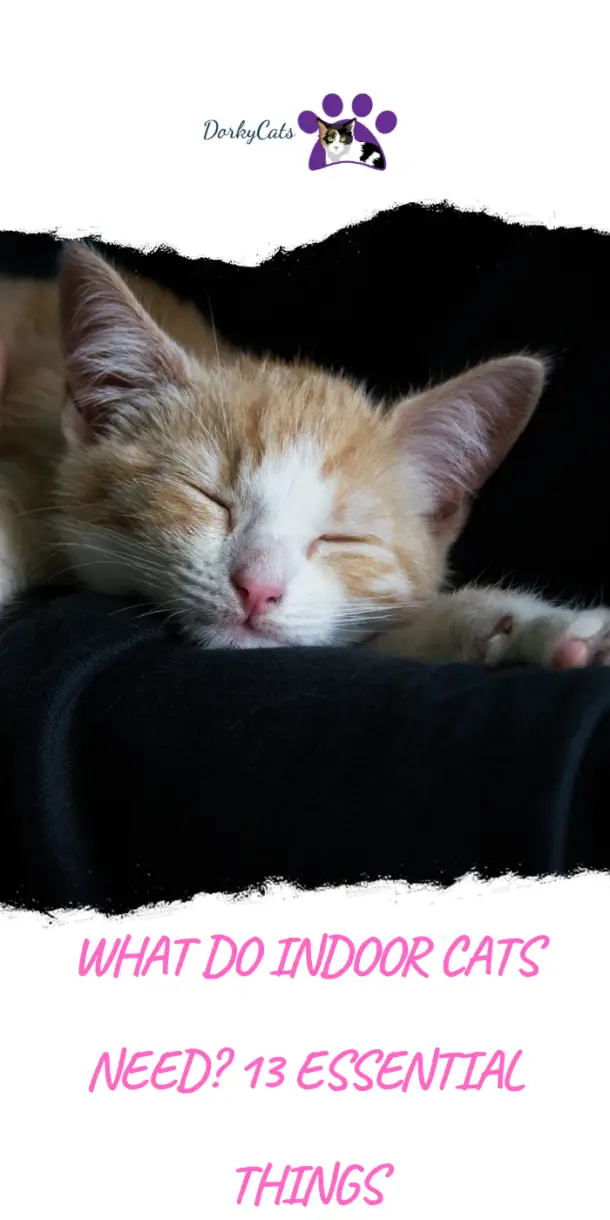 WHAT DO INDOOR CATS NEED? 11 ESSENTIAL THINGS