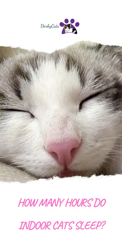 how many hours do indoor cats sleep