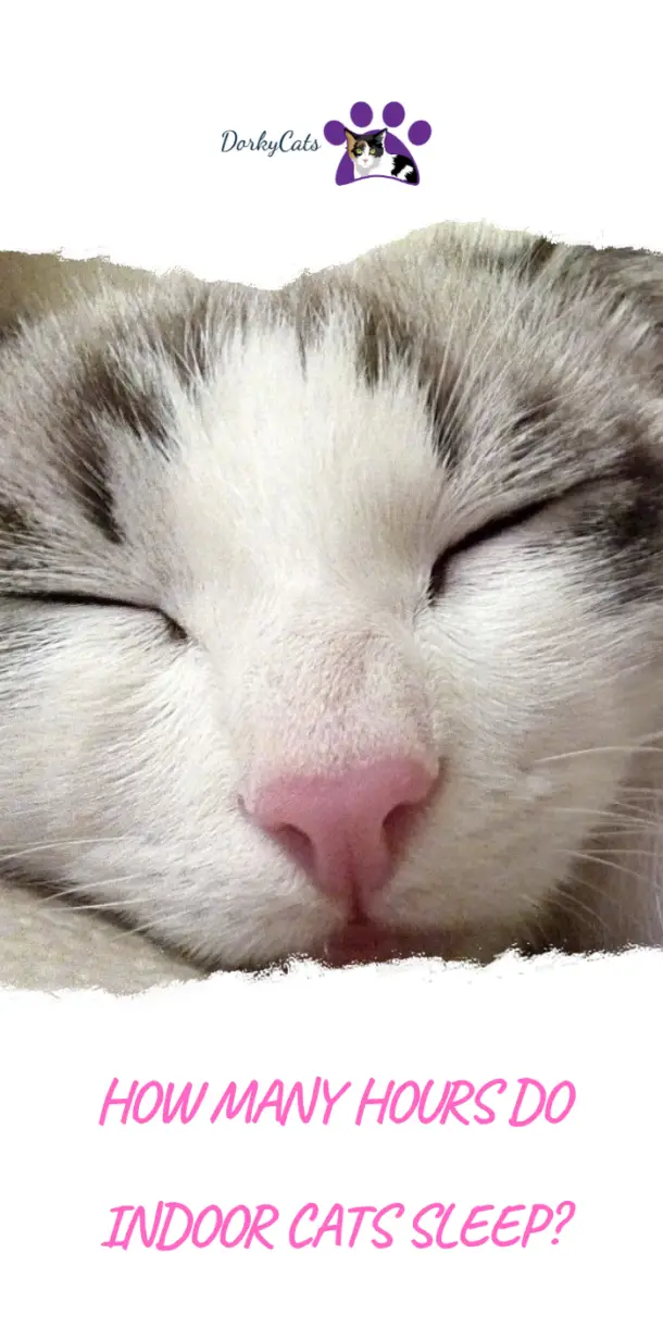 HOW MANY HOURS DO INDOOR CATS SLEEP?