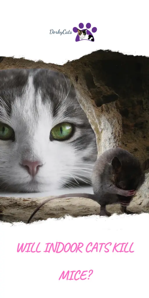 Will indoor cats kill mice?
