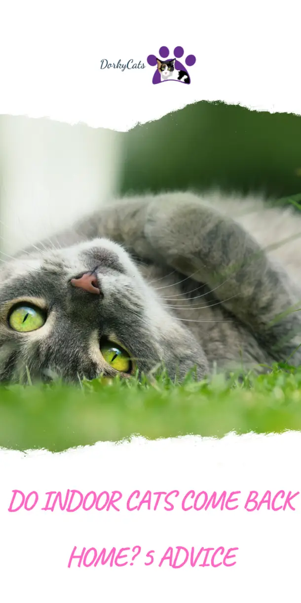 DO INDOOR CATS COME BACK HOME? 5 ADVICE DorkyCats