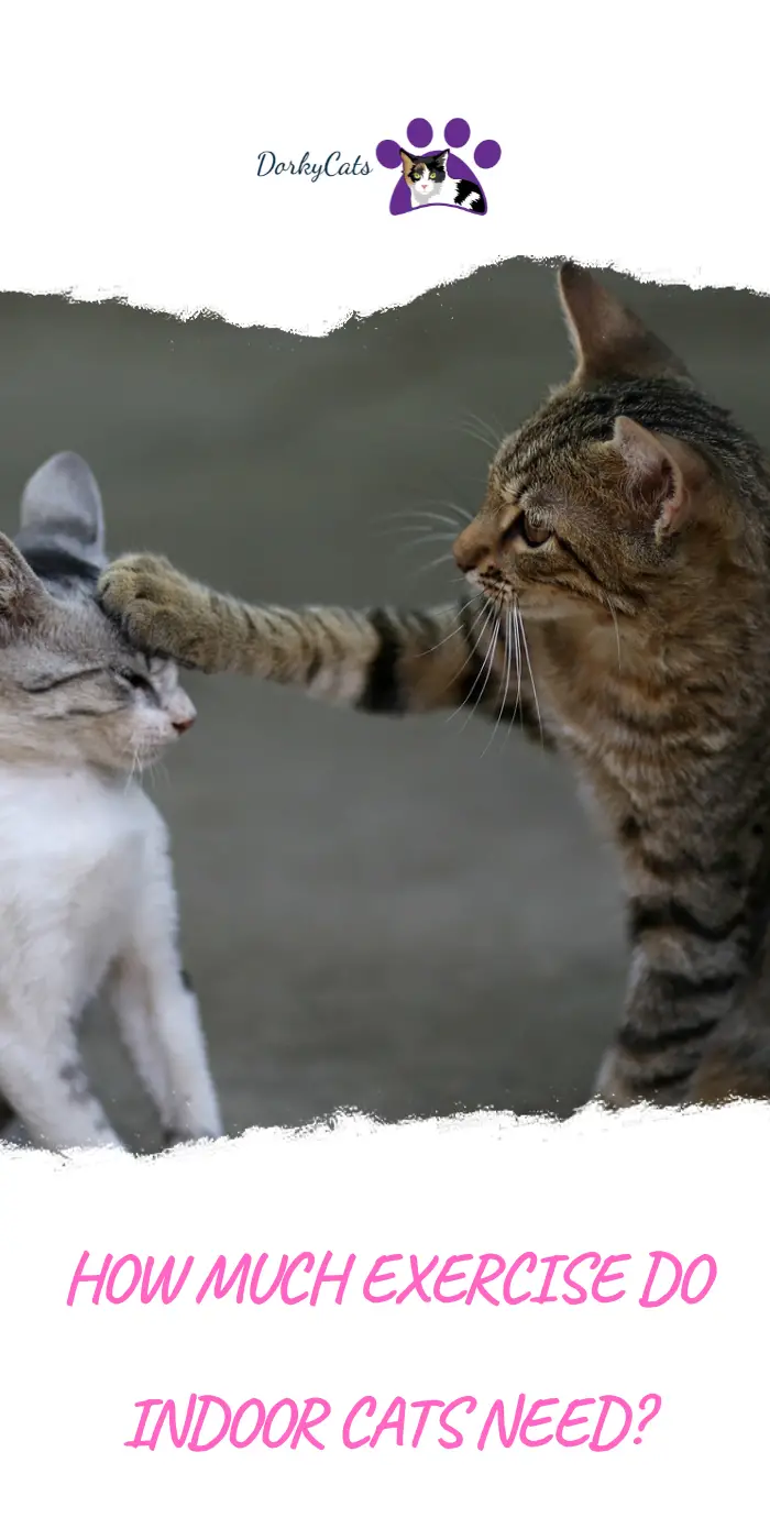 HOW MUCH EXERCISE DO INDOOR CATS NEED? 6 IDEAS DorkyCats