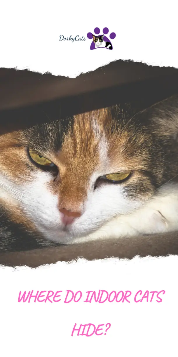 WHERE DO INDOOR CATS HIDE? 7 BEST PLACES DorkyCats