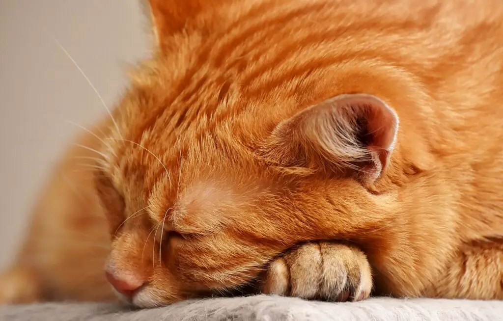 WHY DOES MY CAT ROTATE SLEEPING SPOTS? 7 REASONS DorkyCats