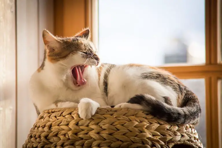 WHERE DO INDOOR CATS LIKE TO SLEEP? 7 BEST PLACES