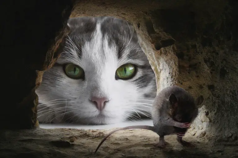 WILL INDOOR CATS KILL MICE? THE ANSWER WILL SURPRISE YOU