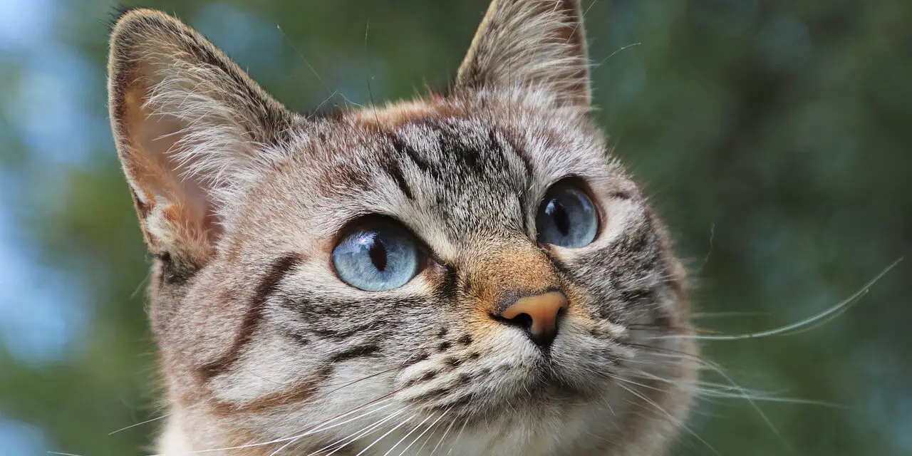 CAN OUTDOOR CATS SMELL INDOOR CATS? HOW TO DEAL WITH IT