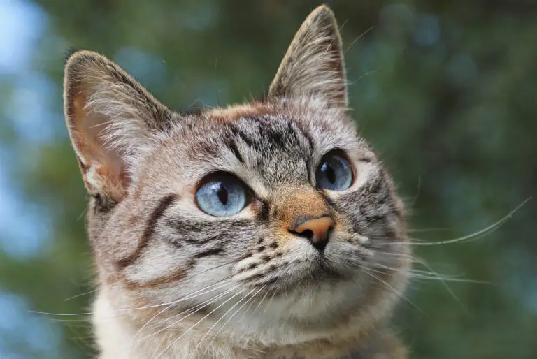 CAN OUTDOOR CATS SMELL INDOOR CATS? HOW TO DEAL WITH IT