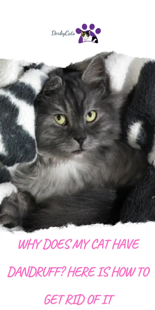 WHY DOES MY CAT HAVE DANDRUFF? HERE IS HOW TO GET RID OF IT DorkyCats