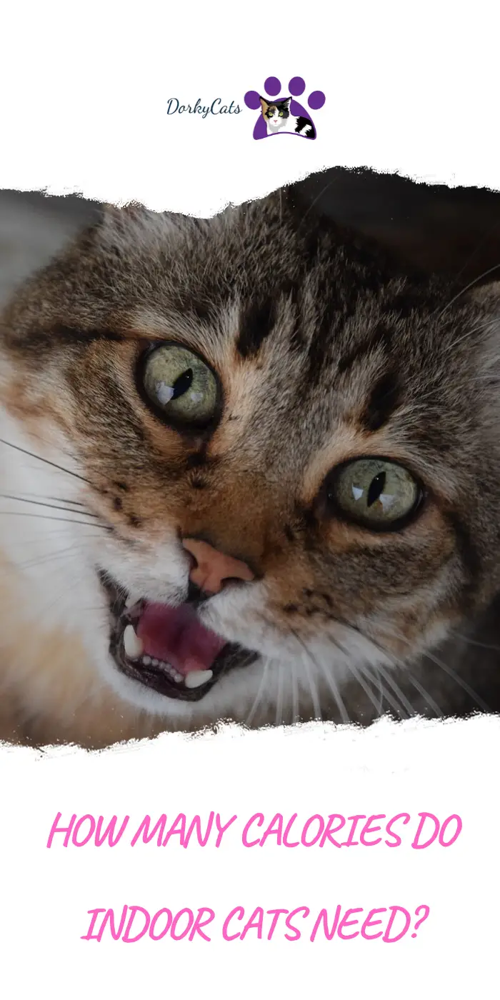 HOW MANY CALORIES DO INDOOR CATS NEED?