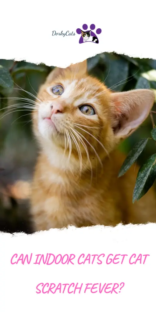 can indoor cats get cat scratch fever?