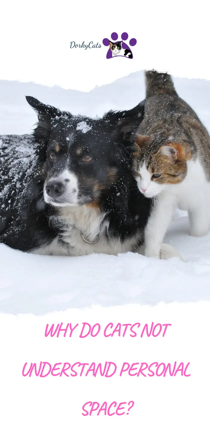 WHY DO CATS NOT UNDERSTAND PERSONAL SPACE?