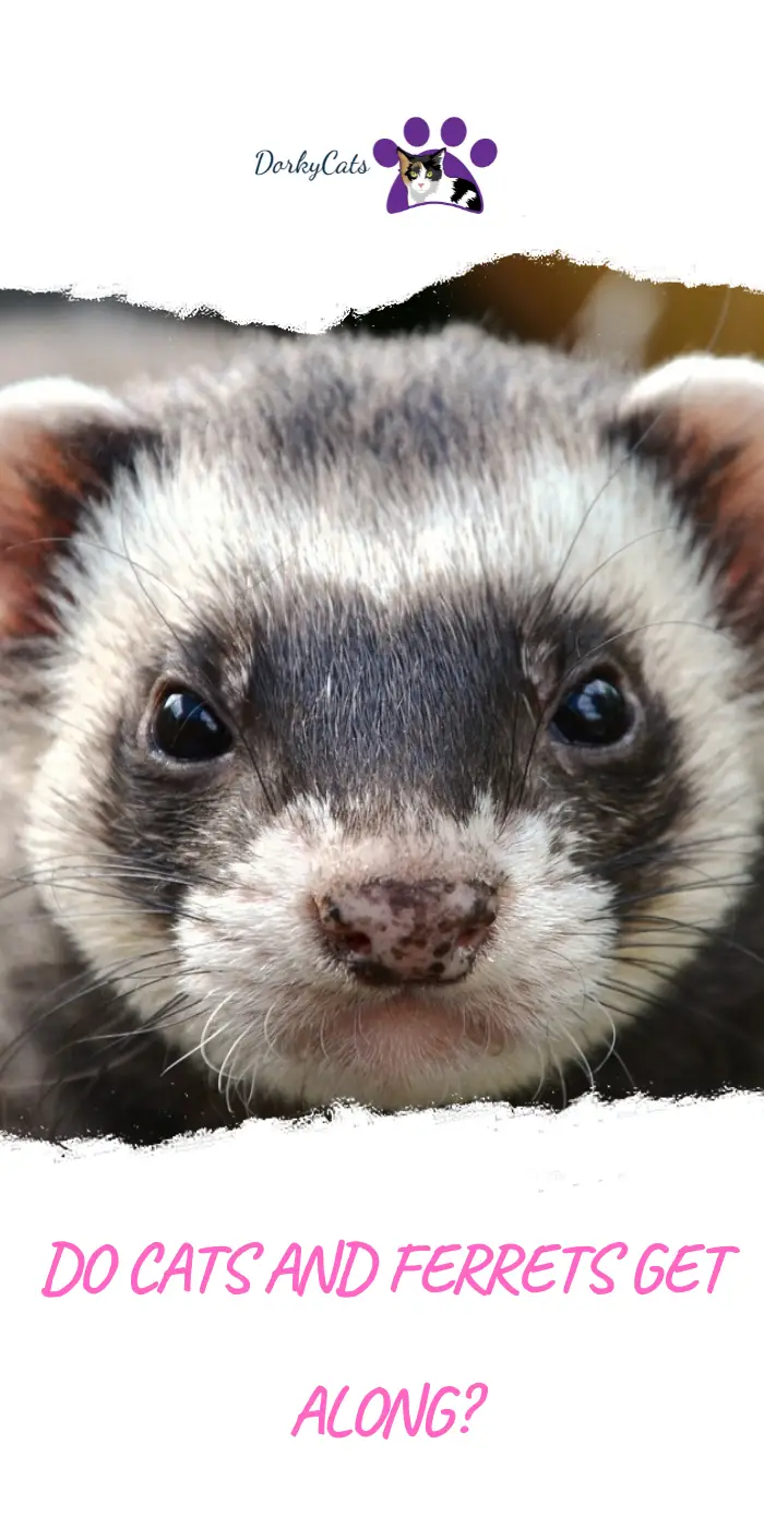 DO CATS AND FERRETS GET ALONG? HOW TO MAKE THE BEST FRIENDSHIP