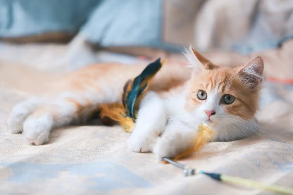 DO CATS UNDERSTAND NO? HOW TO TEACH THEM DorkyCats