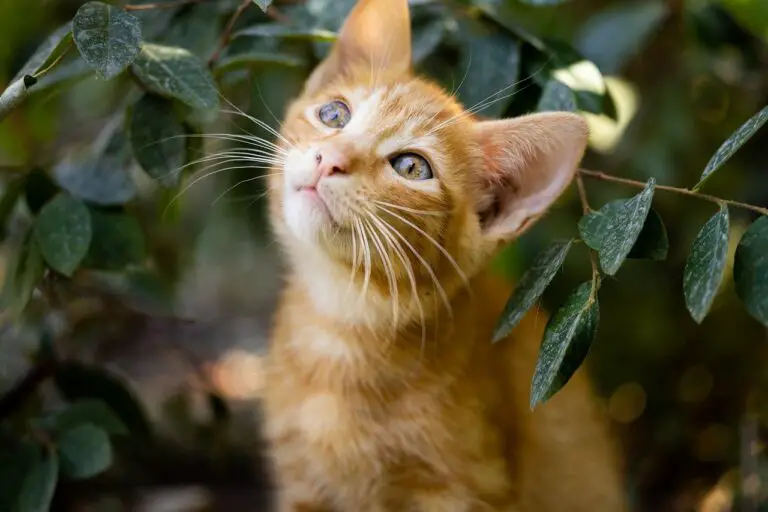 CAN INDOOR CATS GET CAT SCRATCH FEVER? 5 REMEDIES