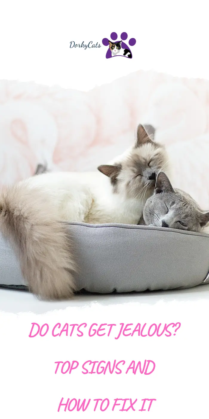 DO CATS GET JEALOUS? TOP SIGNS AND HOW TO FIX IT