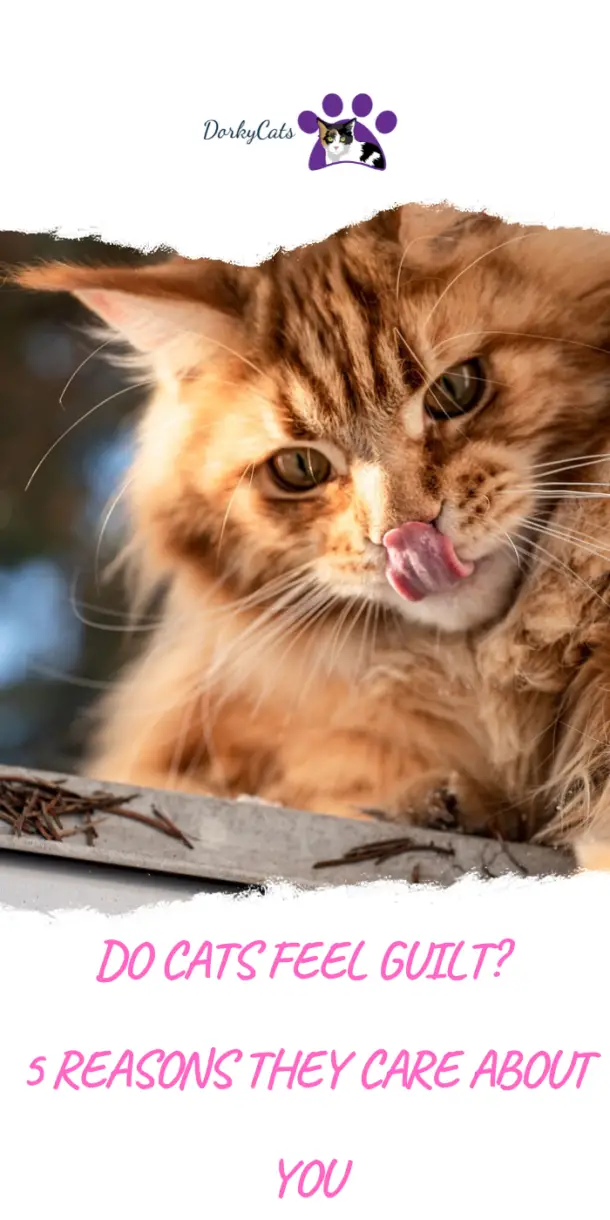DO CATS FEEL GUILT? 5 REASONS THEY CARE ABOUT YOU