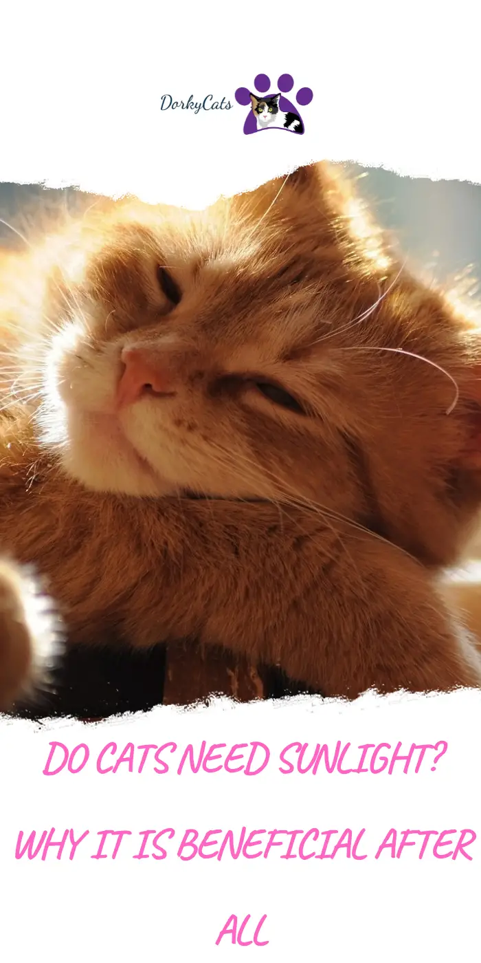 DO CATS NEED SUNLIGHT? WHY IT IS BENEFICIAL AFTER ALL