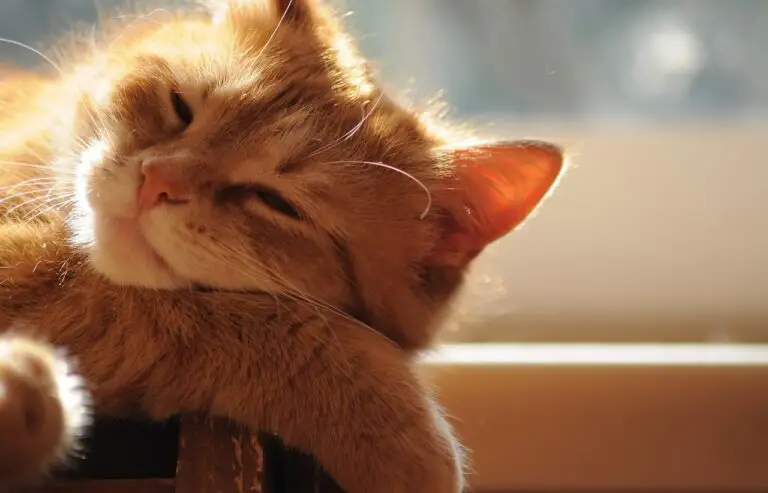 DO CATS NEED SUNLIGHT? WHY IT IS BENEFICIAL AFTER ALL