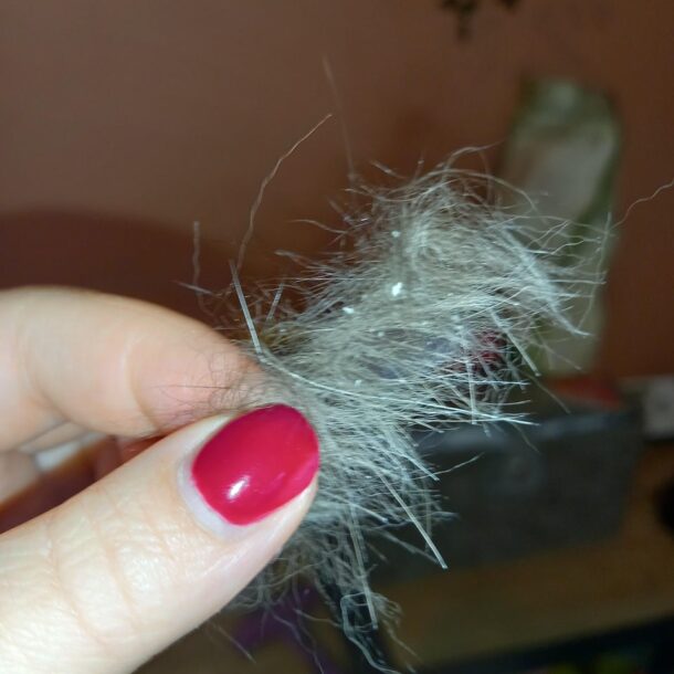 WHY DOES MY CAT HAVE DANDRUFF? HERE IS HOW TO GET RID OF IT DorkyCats