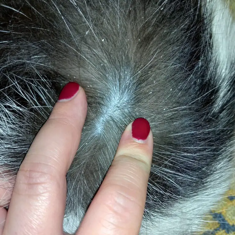 WHY DOES MY CAT HAVE DANDRUFF? HERE IS HOW TO GET RID OF IT DorkyCats