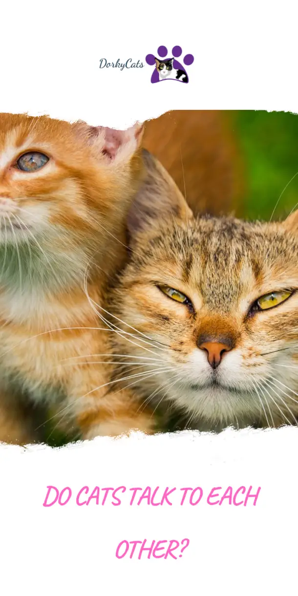 DO CATS TALK TO EACH OTHER? 5 WAYS THEY USE