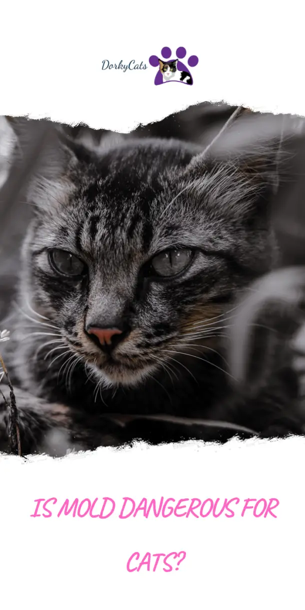 IS MOLD DANGEROUS FOR CATS? 3 WAYS MOLD AFFECTS CATS DorkyCats