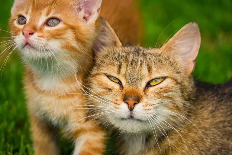 DO CATS TALK TO EACH OTHER? 5 WAYS THEY USE