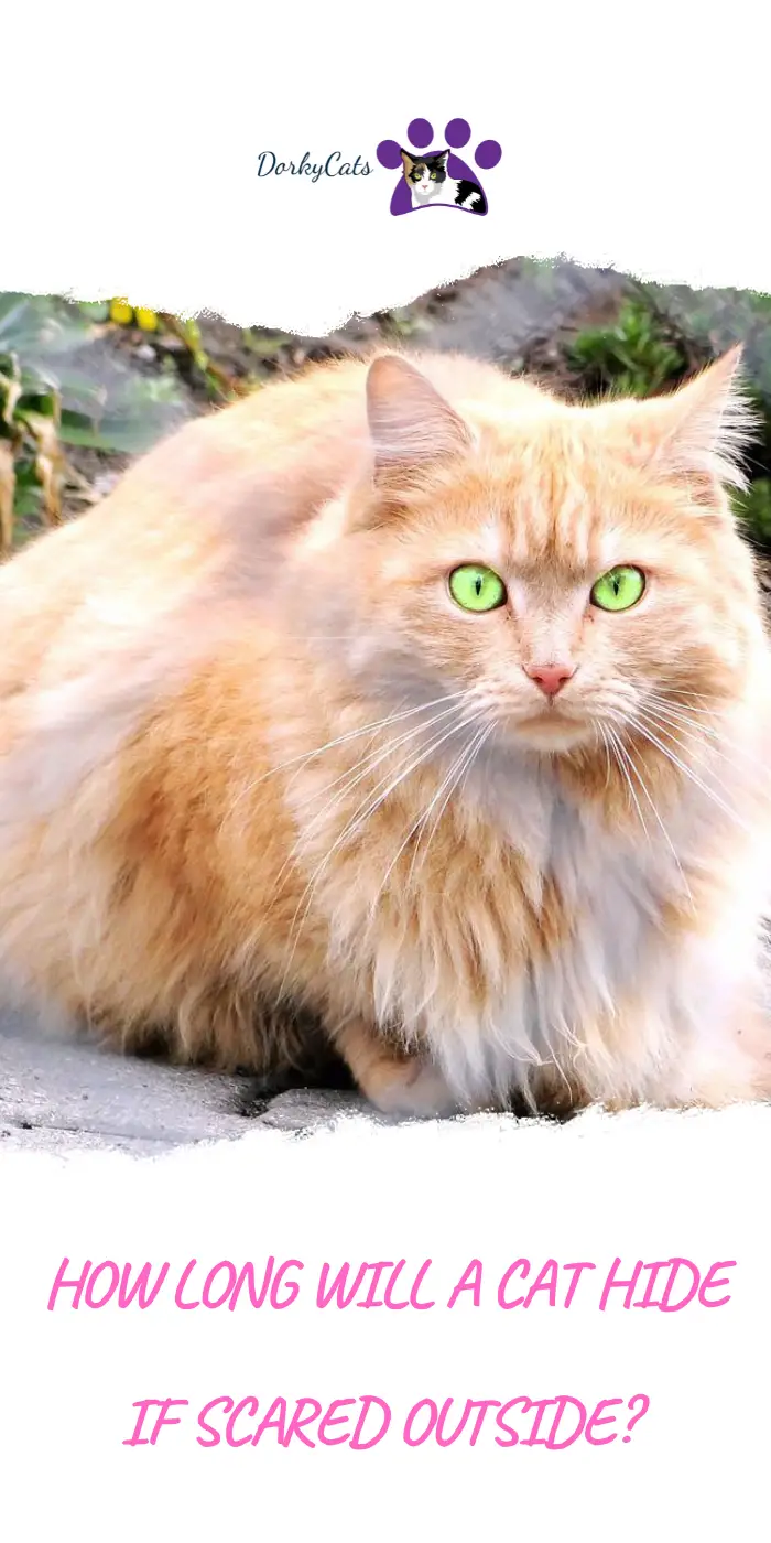 HOW LONG WILL A CAT HIDE IF SCARED OUTSIDE? 3 WAYS TO FIND A CAT