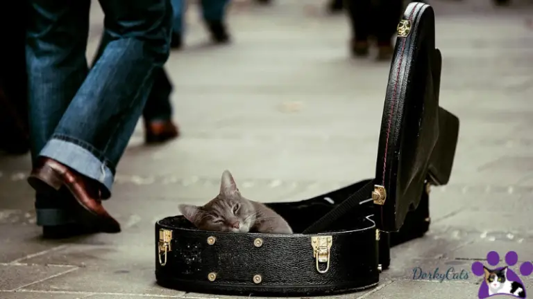 DO CATS UNDERSTAND MUSIC? 5 THINGS TO KNOW