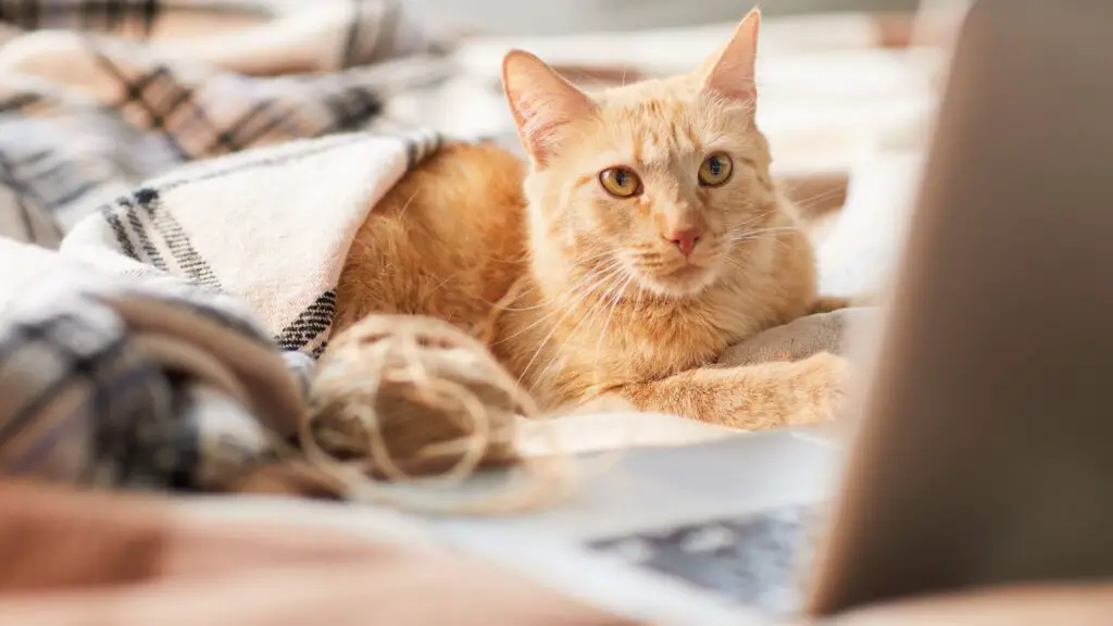 WHY DO CATS BLOCK SCREENS? 3+ WEIRD REASONS