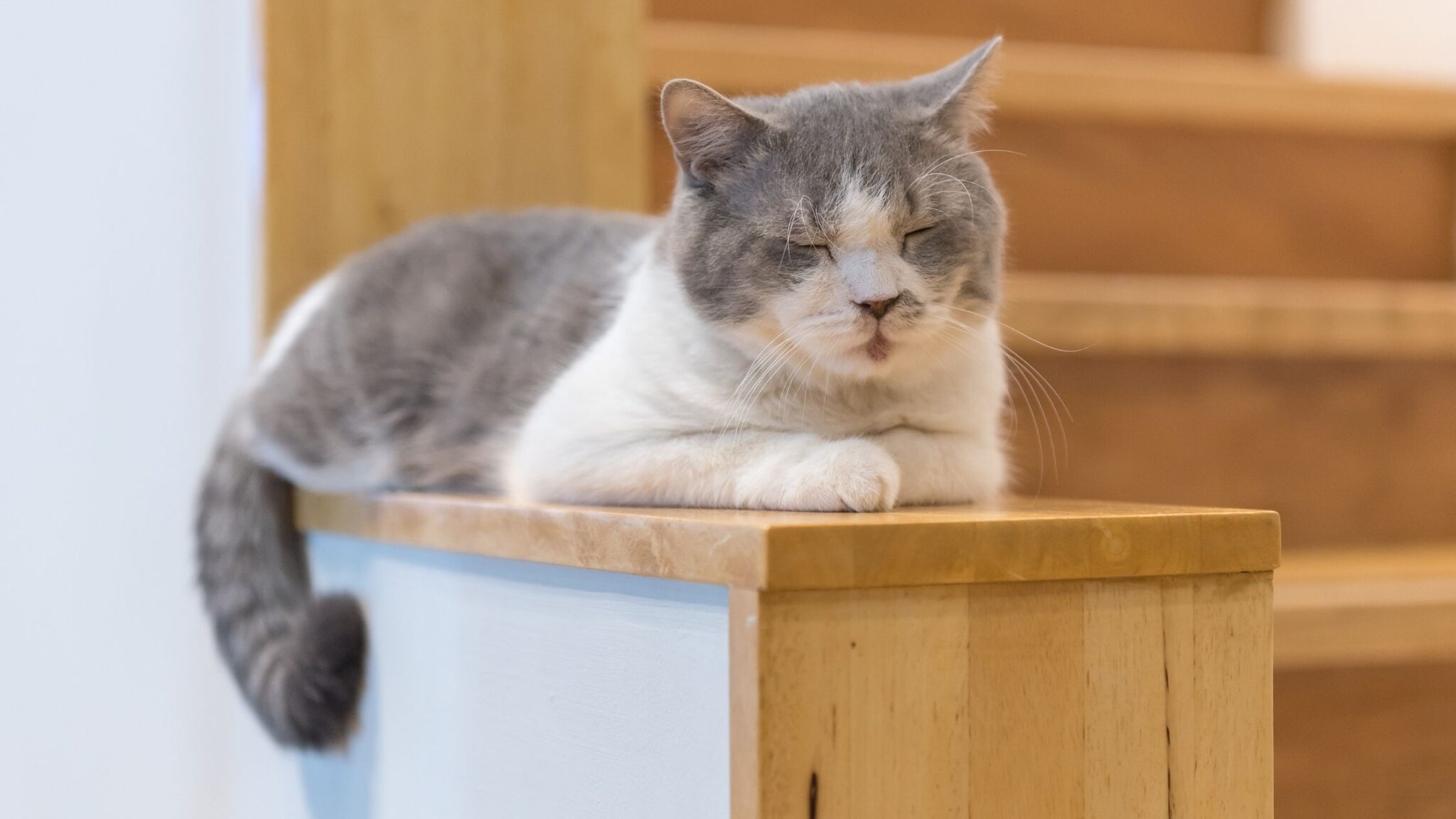 WHY DO CATS BLOCK STAIRS? 3 SURPRISING REASONS DorkyCats