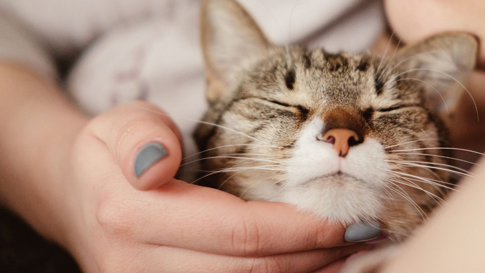 HOW EASY ARE CATS TO TAKE CARE OF? 5+ REASONS THEY ARE THE EASIEST ...