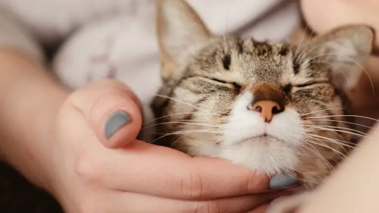 HOW EASY ARE CATS TO TAKE CARE OF? 5+ REASONS THEY ARE THE EASIEST