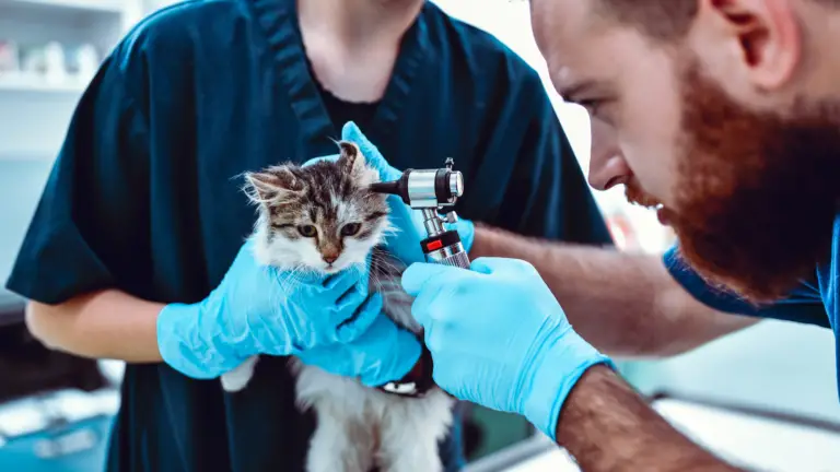 CAN YOU USE HUMAN EAR DROPS FOR CATS? (NO, AND HERE IS WHY)