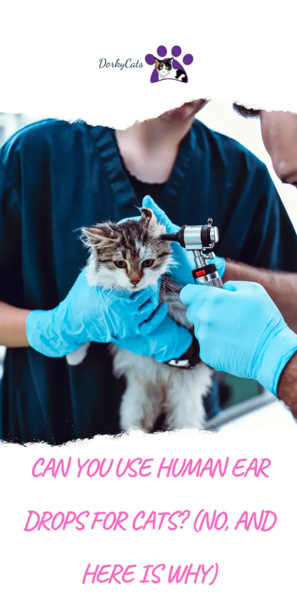 CAN YOU USE HUMAN EAR DROPS FOR CATS? (NO, AND HERE IS WHY) DorkyCats