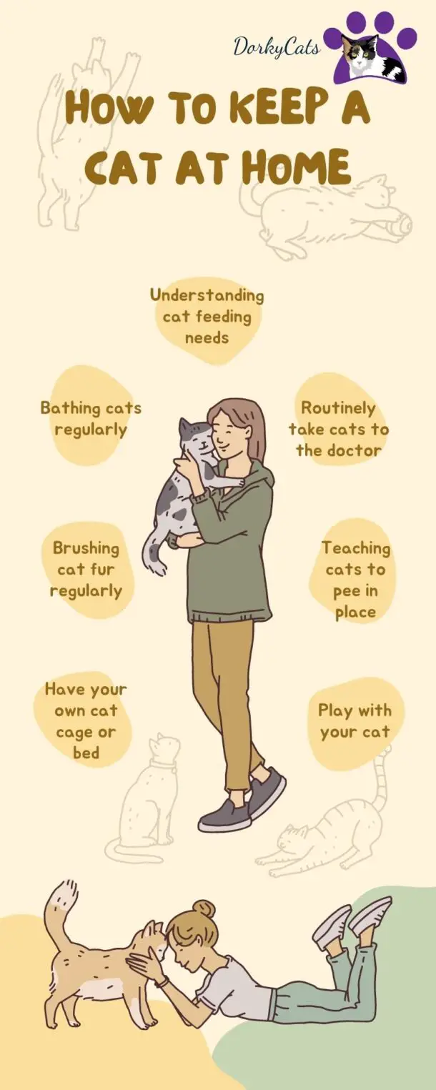 ARE INDOOR CATS HAPPY? ALL YOU NEED TO KNOW - DorkyCats