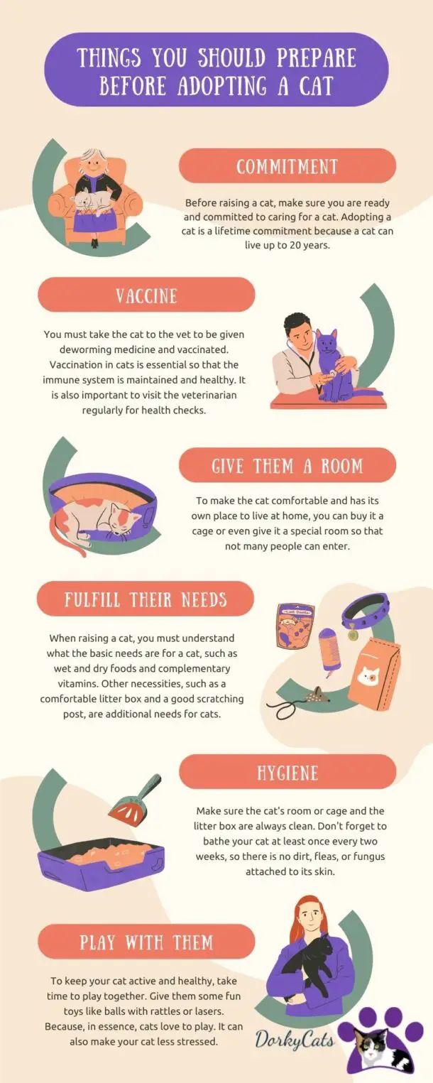 HOW EASY ARE CATS TO TAKE CARE OF? 5+ REASONS THEY ARE THE EASIEST ...