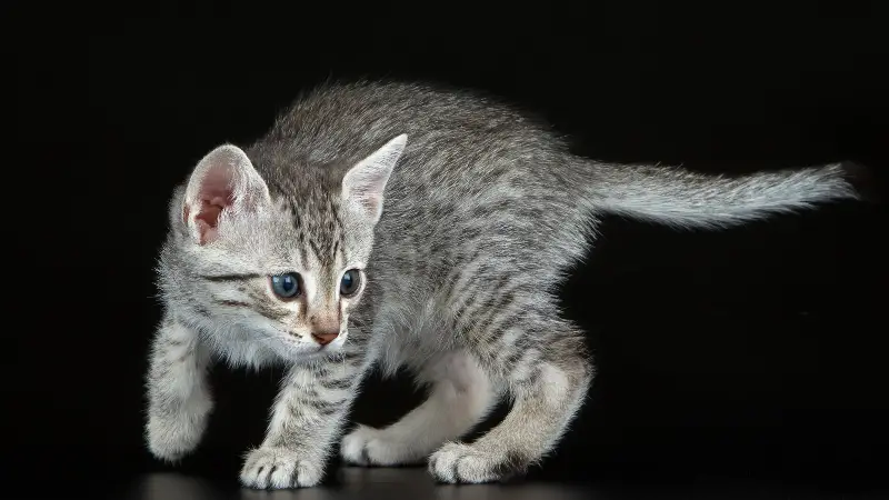 Egyptian Mau cat personality