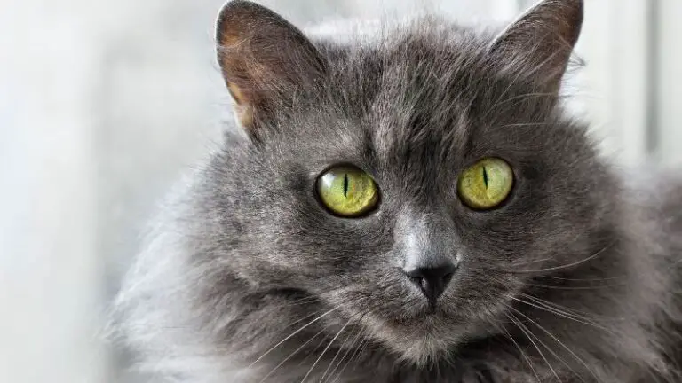 NEBELUNG CAT PERSONALITY AND BREED (ALL YOU NEED TO KNOW)