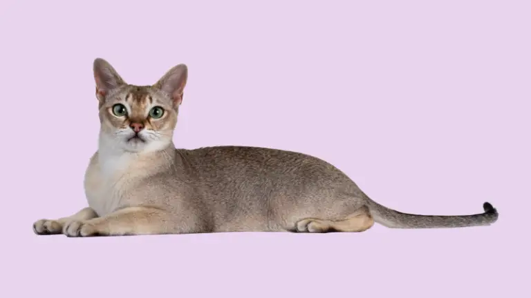 SINGAPURA CAT PERSONALITY AND BREED (ALL YOU NEED TO KNOW)