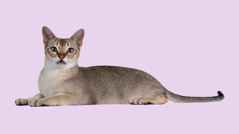 Singapura Cat Personality