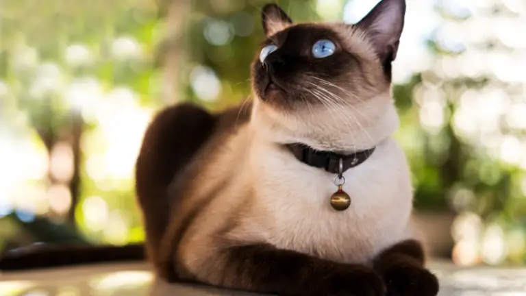 SIAMESE CAT PERSONALITY AND BREED (ALL YOU NEED TO KNOW)