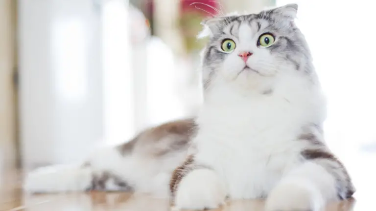 SCOTTISH FOLD CAT PERSONALITY AND BREED (ALL YOU NEED TO KNOW)